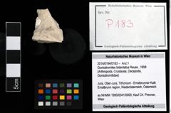 Foto (Objekt + Etikett) von Goniodromites bidentatus (Reuss, 1858)  (NHMW-GEO-2014-0194-0183)